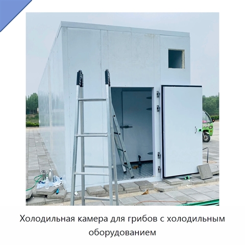 Холодильная камера для грибов с холодильным оборудованием